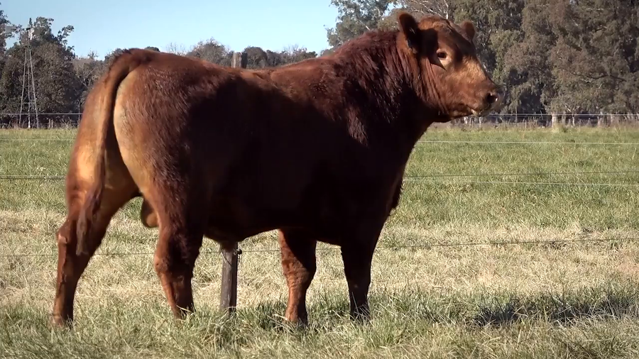 Lote Toros PP y PC a campo con DEPs