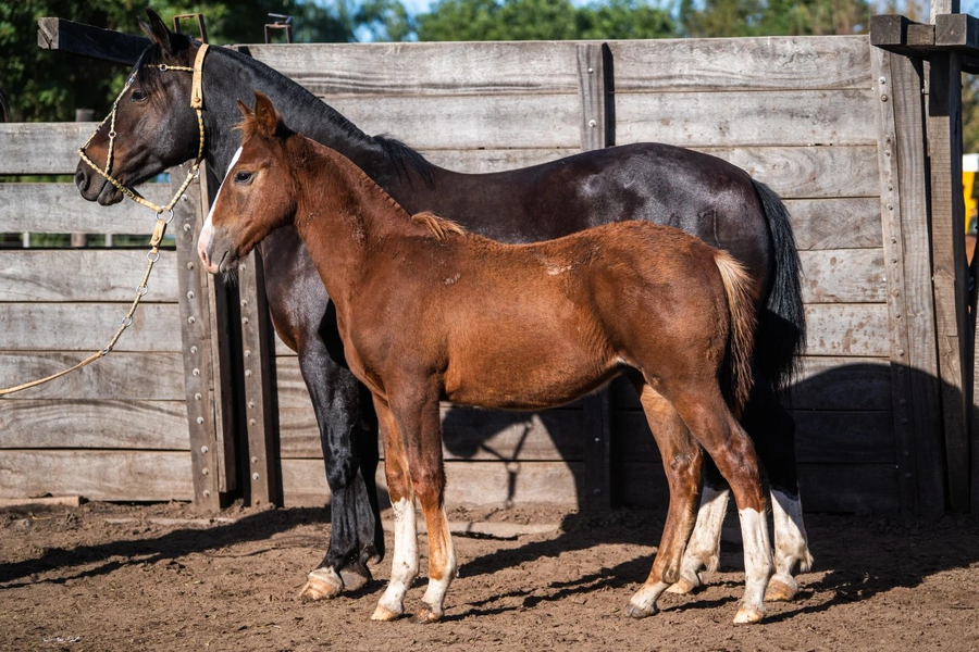 Lote MENTADO PERSEVERANTE