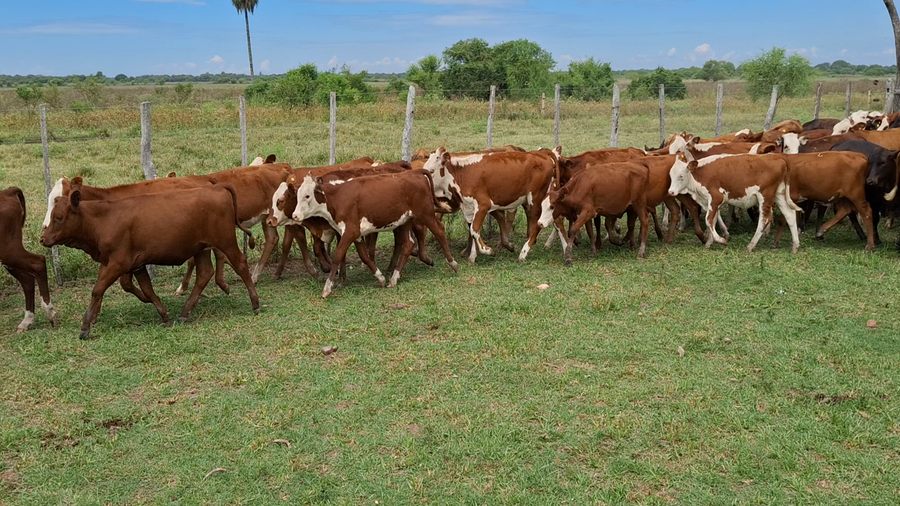 Lote 90 Terneras