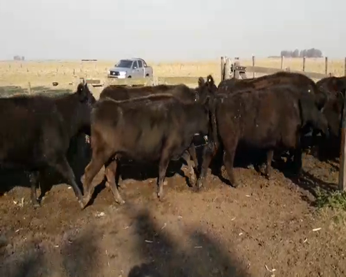 Lote 35 Vacas de invernar en Gral. Lamadrid, Buenos Aires