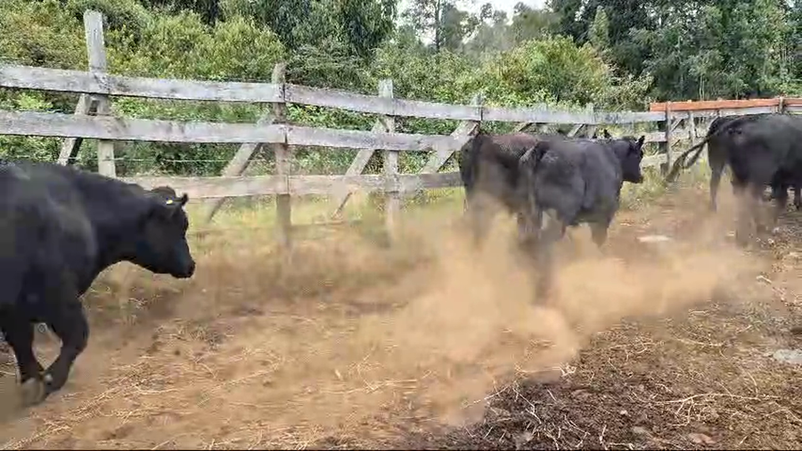 Lote 27 Novillo Gordo en Futrono, XIV Región Los Ríos