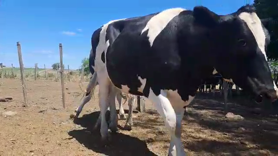 Lote 2 Vaquillonas Preñadas