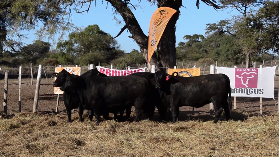 Lote Vaquillonas Brangus - Don Chiquito
