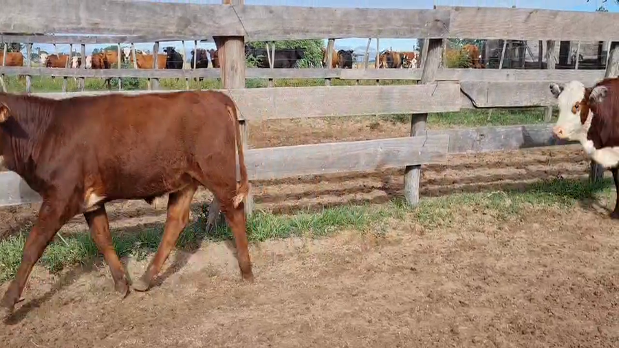 Lote 75 Terneros/as