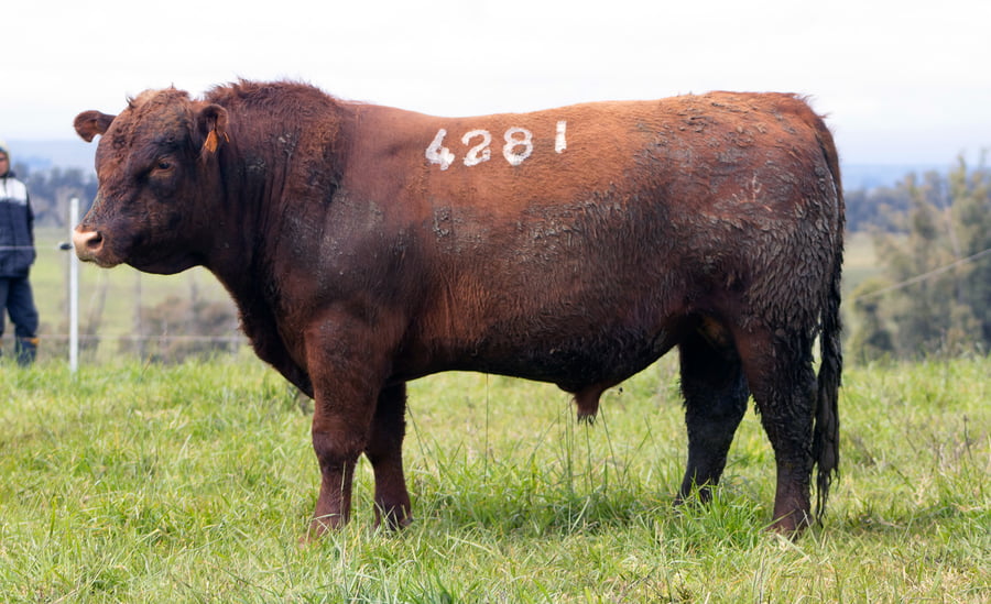 Lote ABERDEEN ANGUS SA - Angus COLORADOS