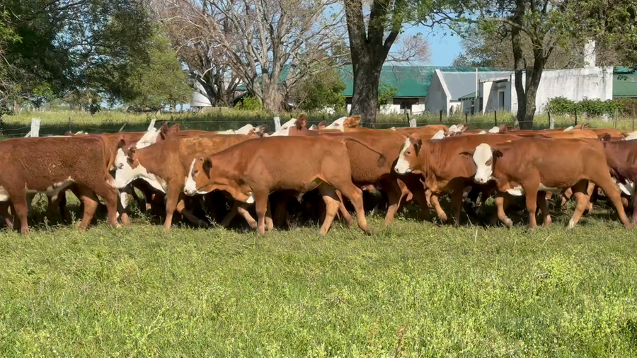Lote 120 Terneros en Corrientes, Mercedes
