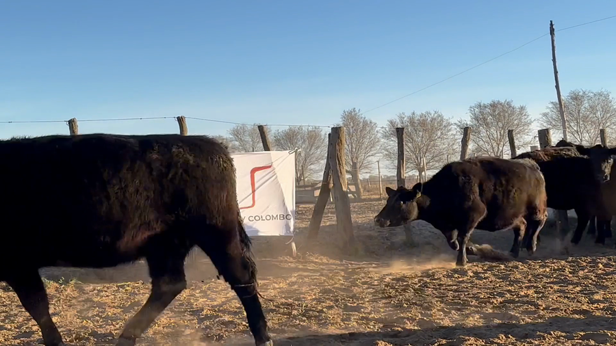 Lote Vacas generales parición primavera "cabaña El amanecer de Carlos Gaccio"