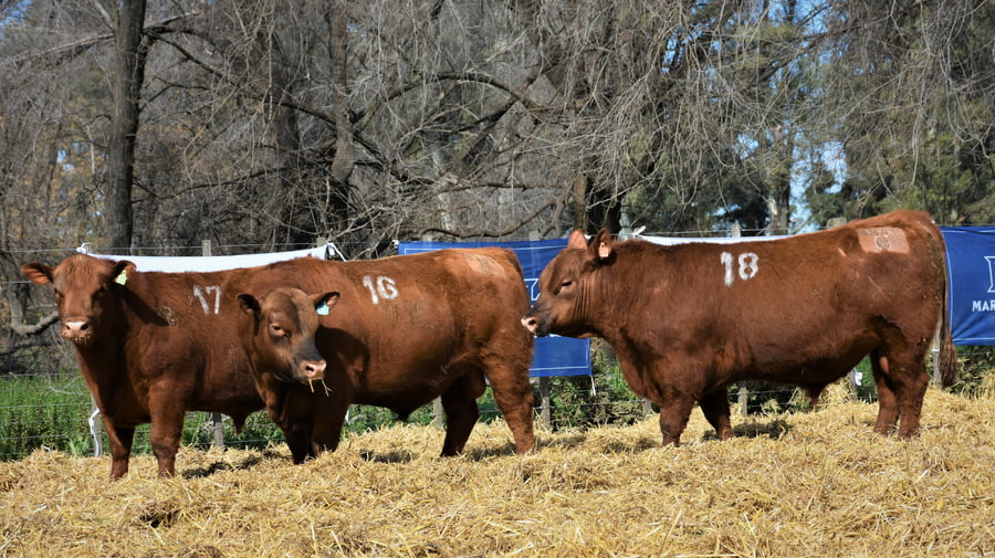Lote "Cabaña ""La Marianita"" Toros Angus PC"