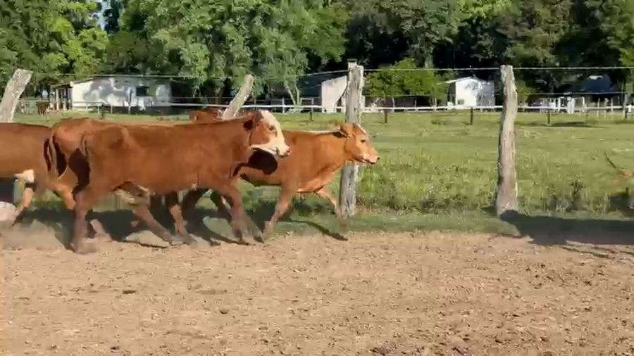 Lote 100 Terneras en Corrientes, Paso de Los Libres