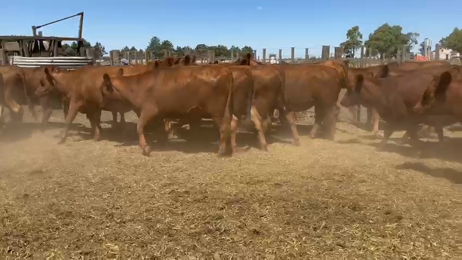 Lote 35 Vaquillonas Preñadas en Tres Arroyos