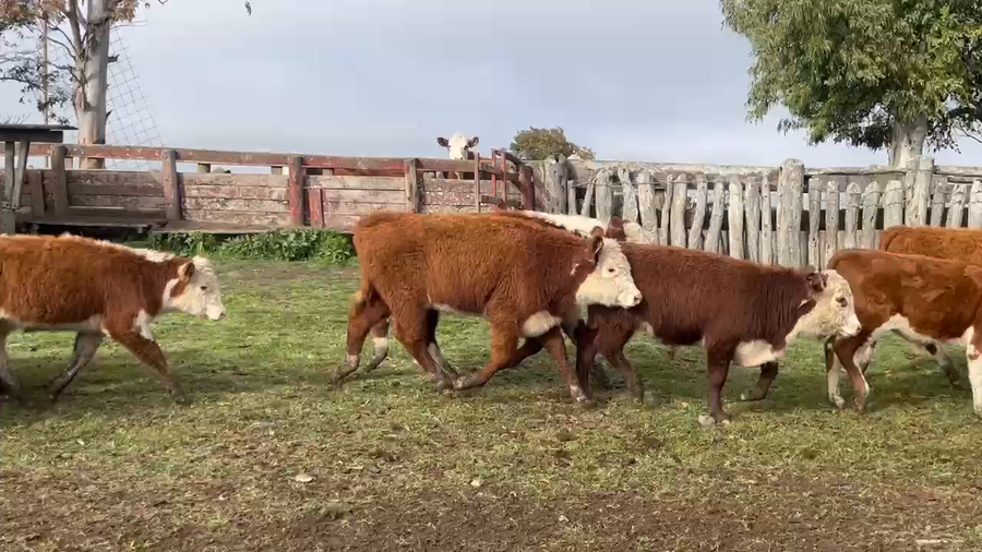 Lote 90 Terneros en Corrientes, Curuzú-Cuatiá