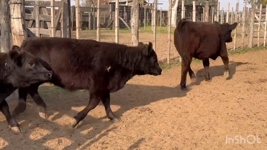 Lote 60 Terneras en Saladillo, Buenos Aires