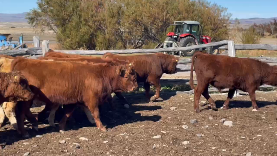 Lote 30 Ternero en Coyhaique, XI Región Aysén