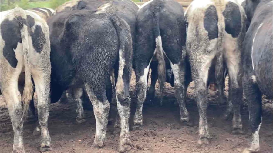 Lote 20 Novillo Gordo en Melipilla, Región Metropolitana