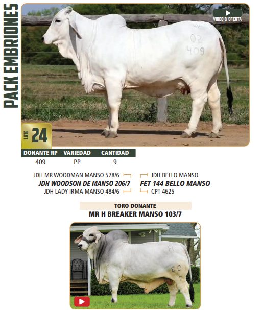 Lote LOTE 24