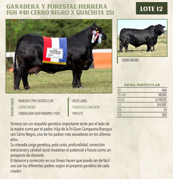 Lote LOTE 12