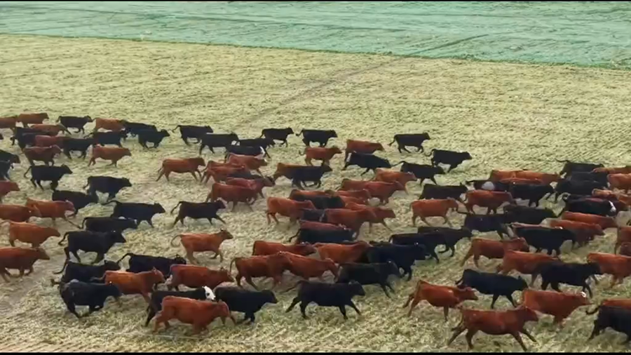 Lote 350 Novillitos