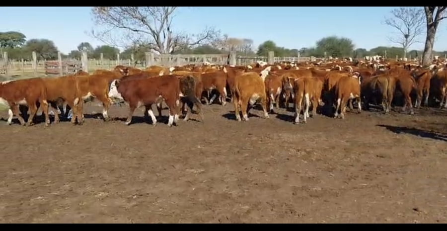 Lote 146 Terneros en Corrientes, Curuzu Cuatia