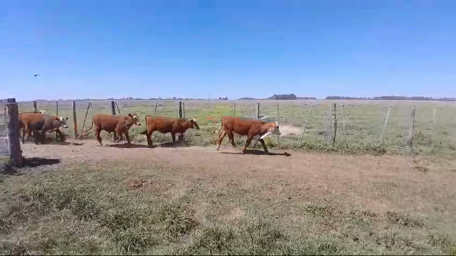 Lote 115 Terneros/as