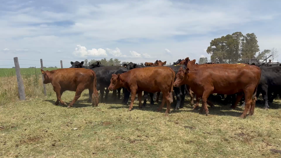 Lote 49 Vientres Entorados en Goñi, Florida