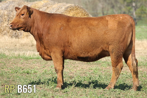 Lote 4 VAQUILLONAS PREÑADAS PURAS DE PEDIGREE