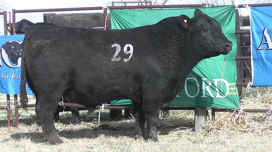 Lote TOROS ANGUS PC