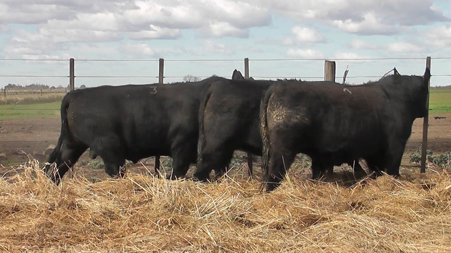Lote TOROS PUROS POR CRUZA
