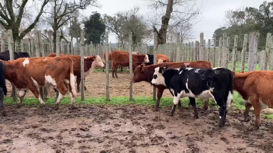 Lote 5 Terneros en Melo, Cerro Largo