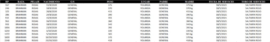 Lote VAQUILLAS BRAHMAN PREÑADAS  -LOTE 29