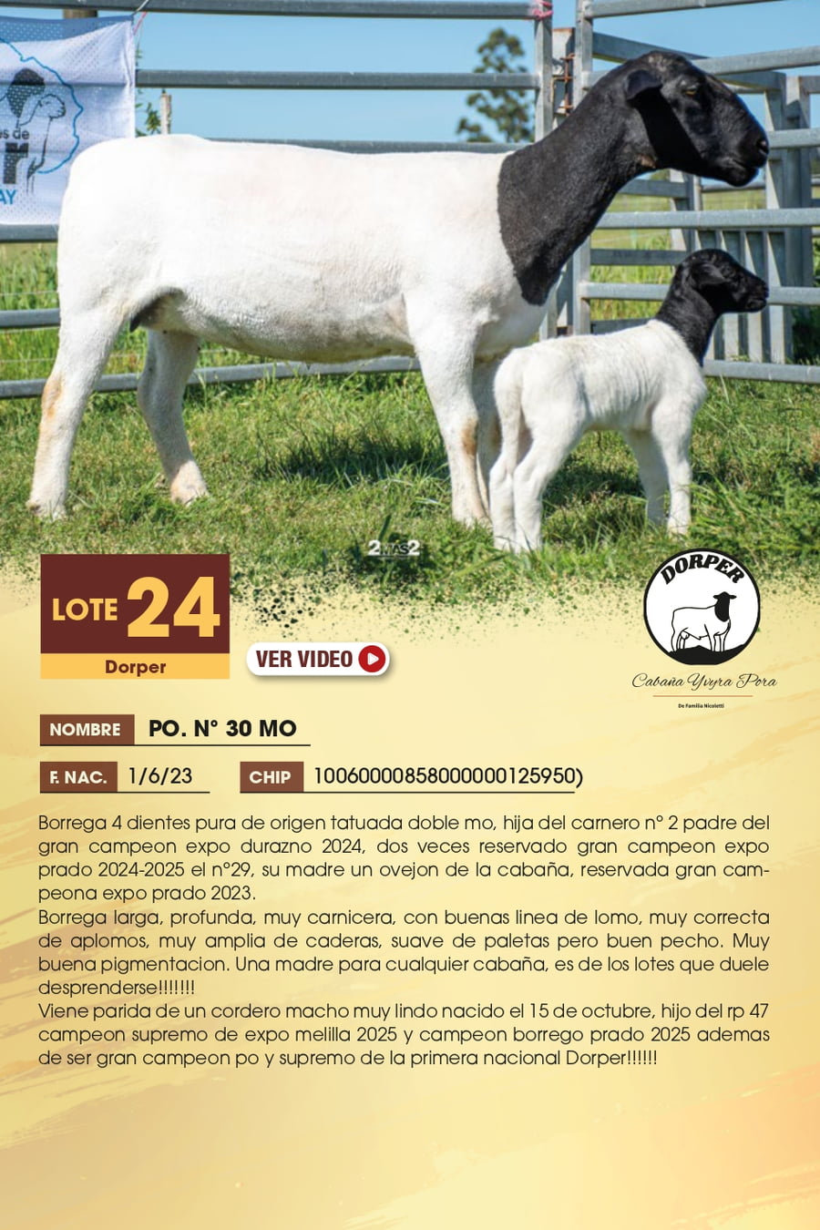 Lote 24 - Dorper