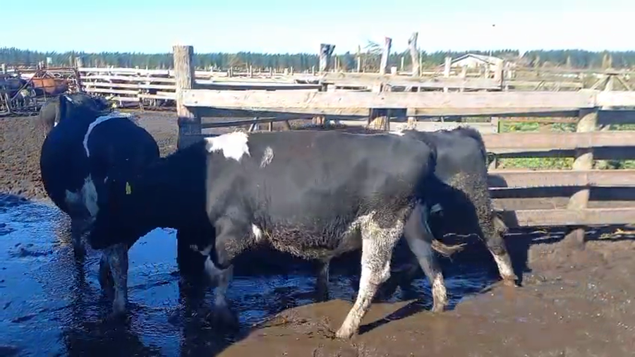 Lote 20 Novillo Gordo en Cabrero, VIII Región Biobío