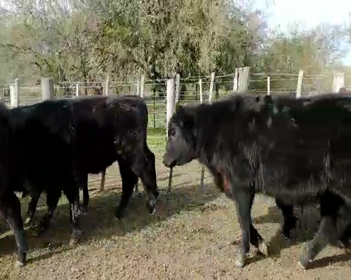 Lote 28 Terneros en Brandsen, Buenos Aires