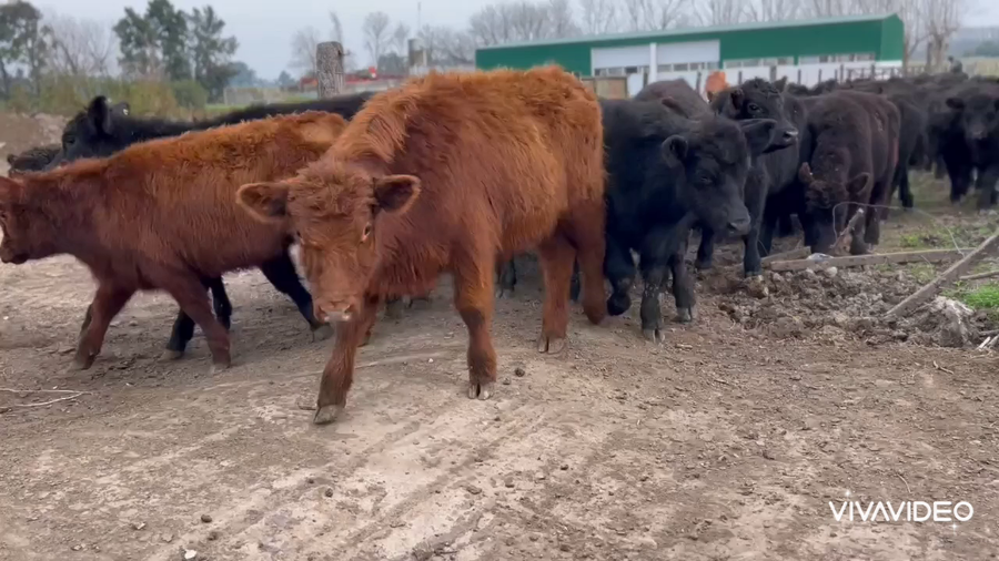 Lote 60 Terneros en Brandsen, Buenos Aires