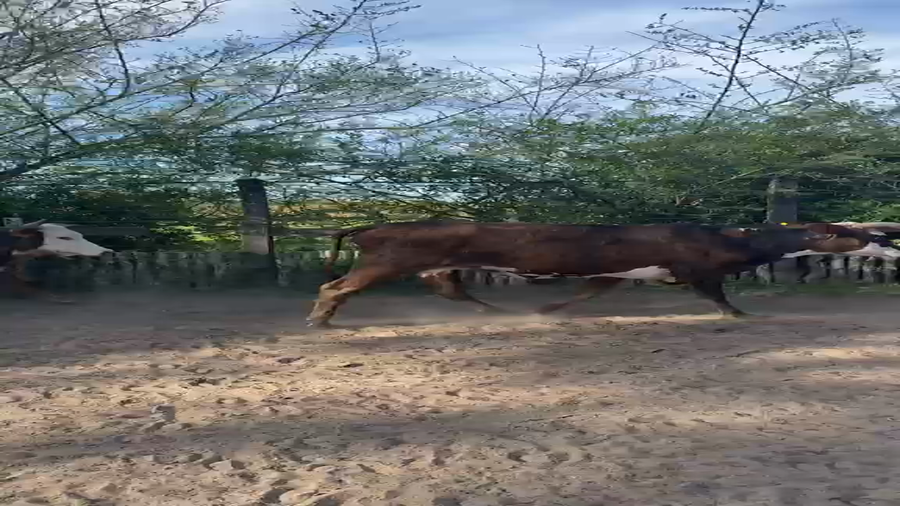 Lote 12 Vacas nuevas Preñadas en Corrientes, Bonpland