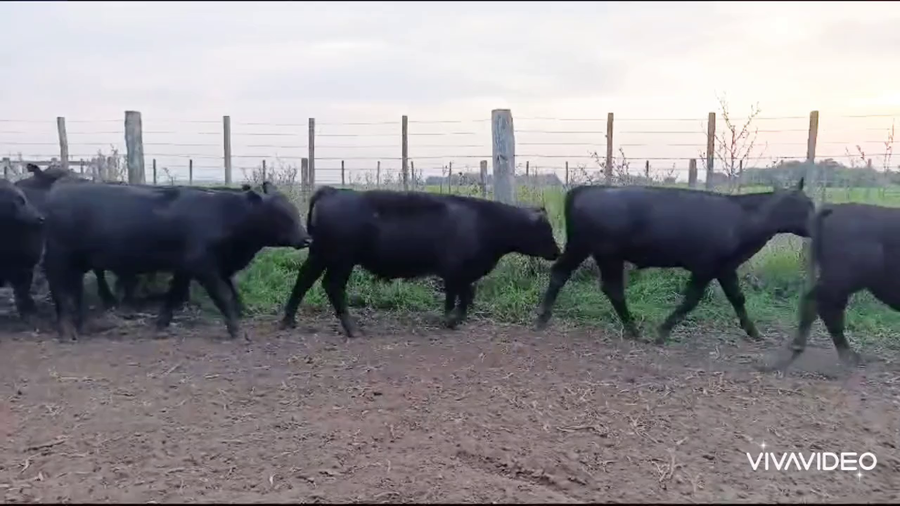 Lote 68 Terneros