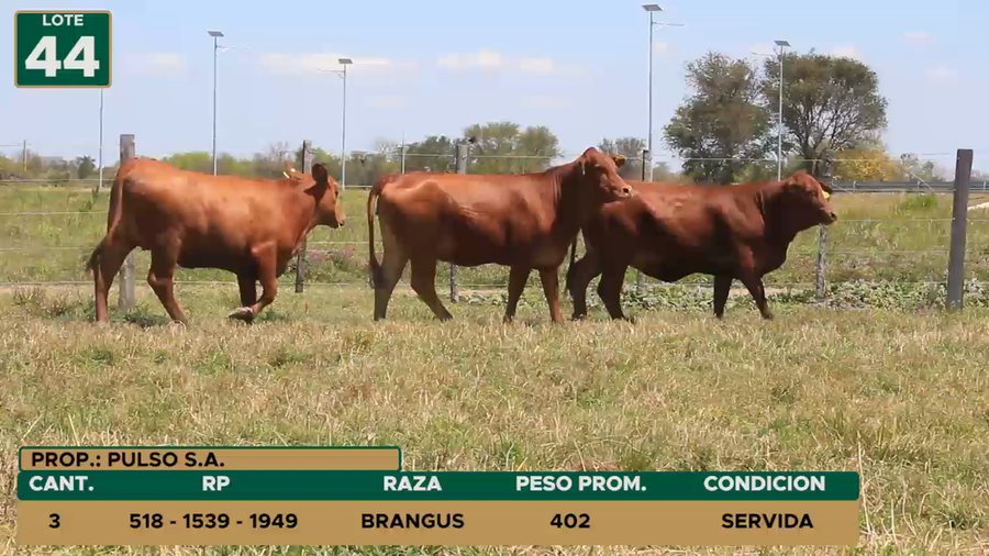 Lote HEMBRAS LOTE 44