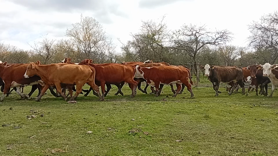 Lote 230 Vacas con Cría