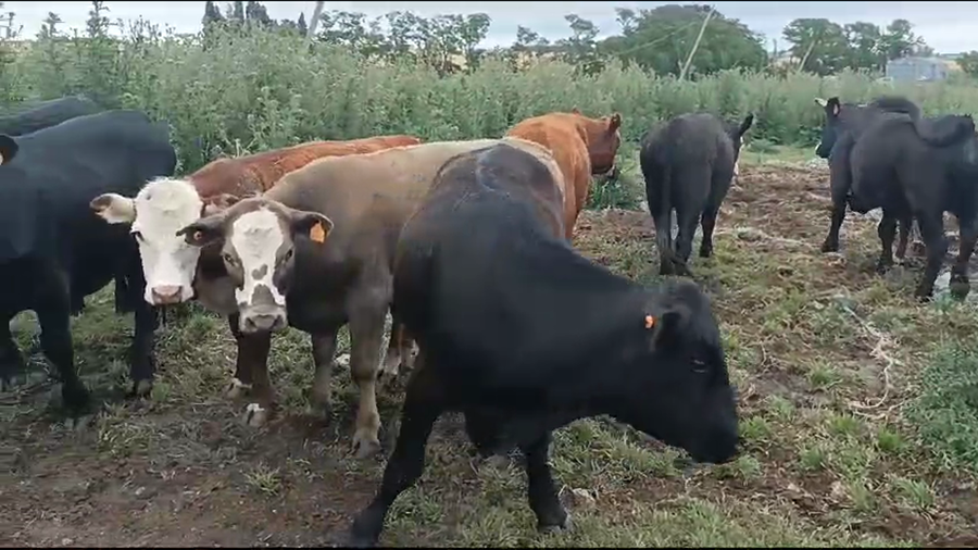 Lote Novillos 1 a 2 años