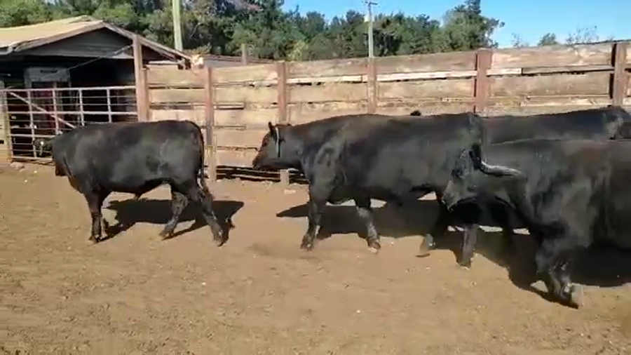 Lote 20 Novillo Gordo en Los Ángeles, VIII Región Biobío
