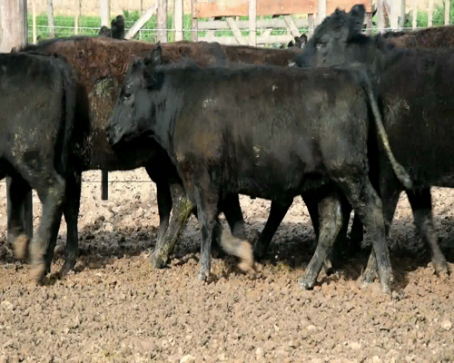Lote 15 VAQ P/ ENTORAR NEGRAS DE QUILQUIHUE DE 300 KG APROX