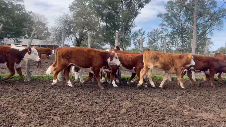 Lote 70 Terneros/as