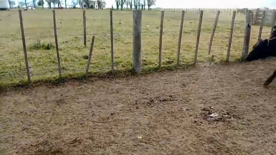Lote 56 Vaquillonas c/garantía de preñez  en Buenos Aires, Gral. Lamadrid
