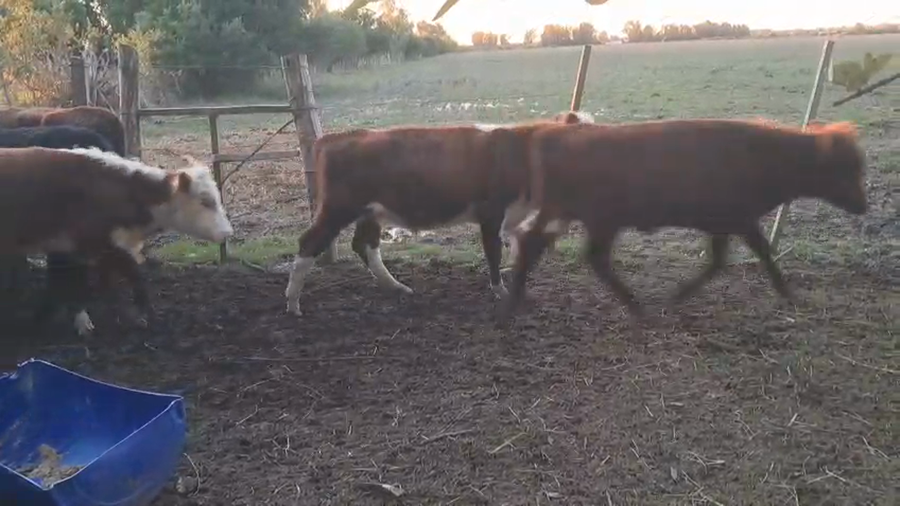 Lote 48 Terneros Cruza