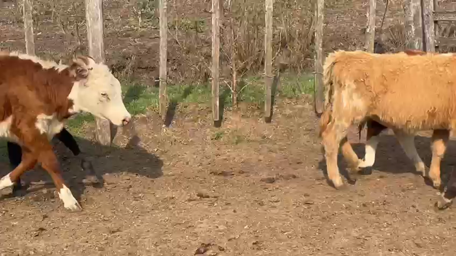 Lote 8 Terneras Hereford y Angus a remate en Pantalla Camy en Santa Lucia