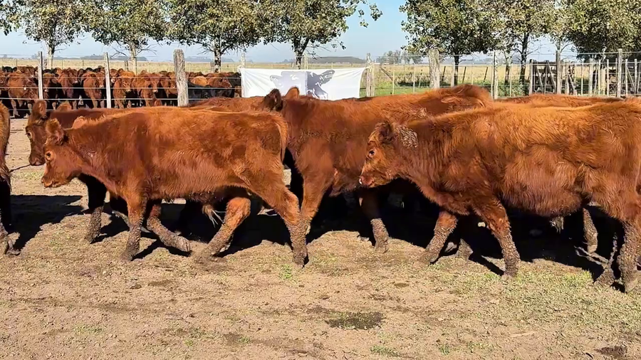 Lote 70 Terneros