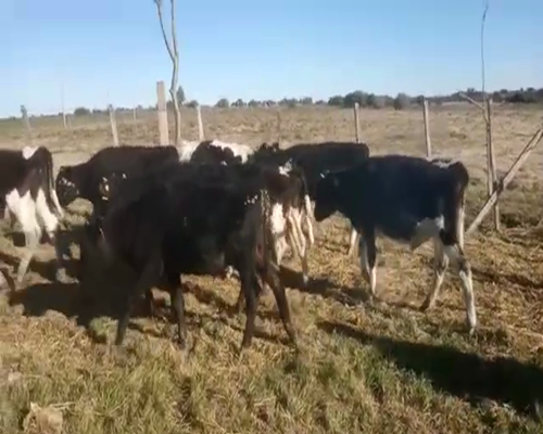 Lote 9 Terneros HOLANDO a remate en Pantalla Camy 140 - 160kg - , San José