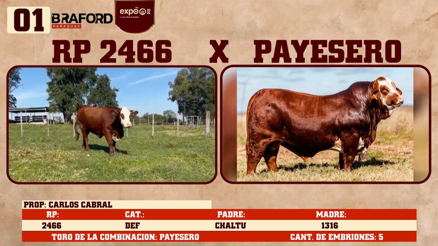 Lote LOTE 1