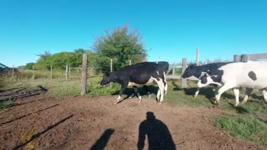 Lote Terneras Para Entorar Lote 3- Welchen Martin