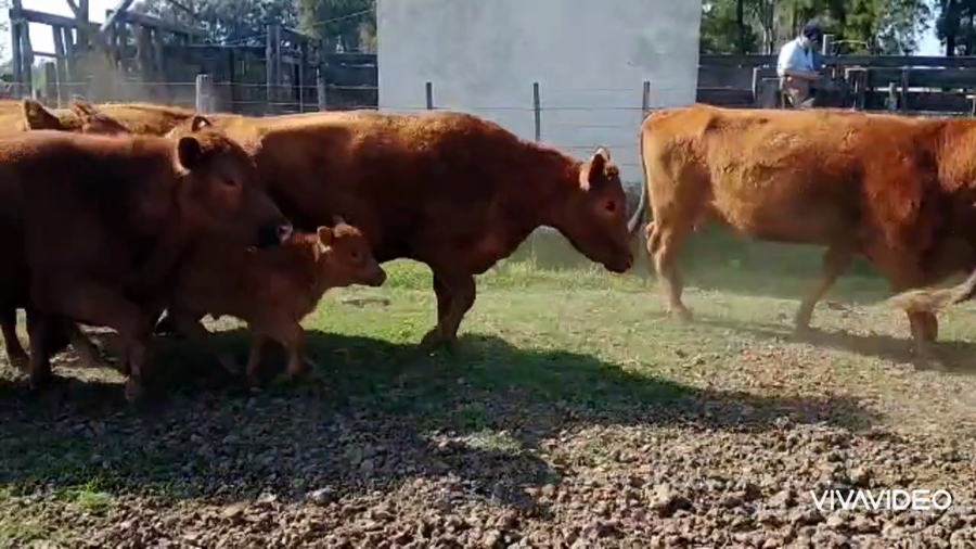 Lote 16 Vacas nuevas C/ cria en Monte, Buenos Aires