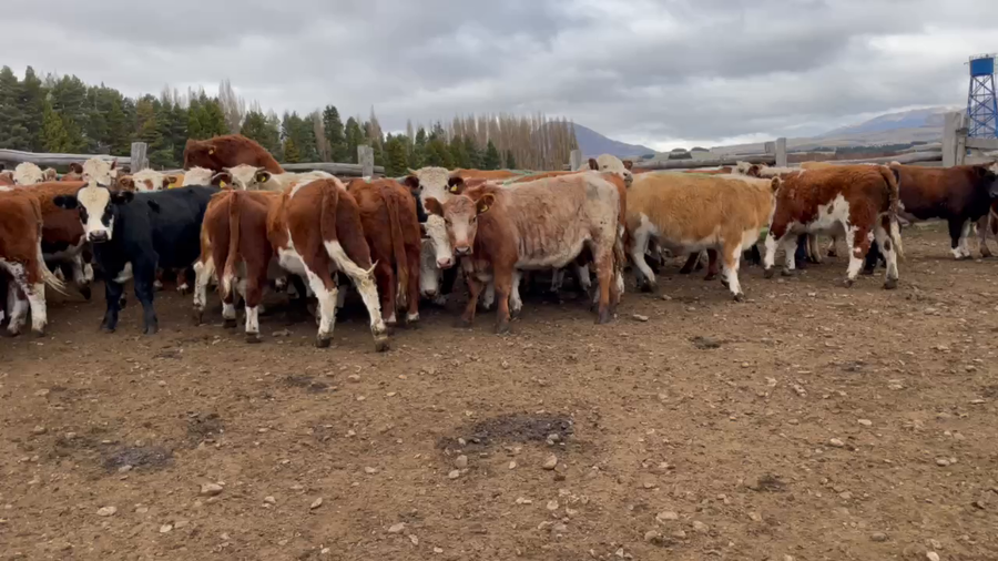 Lote 55 Novillo Engorda en Coyhaique, XI Región Aysén